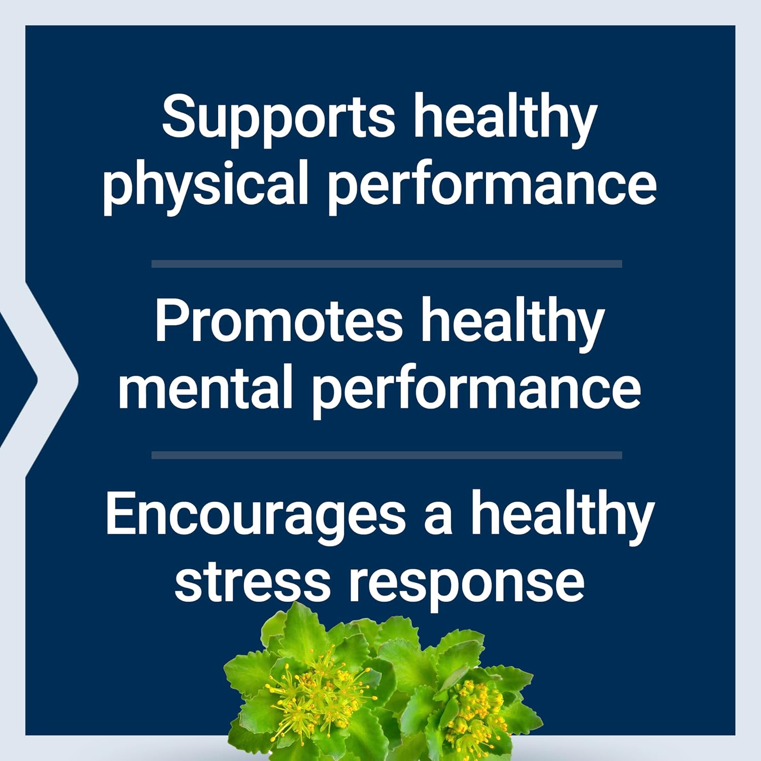 Life Extension Rhodiola Extract, Rhodiola rosea Supplement, standardized Extract, Promotes Physical and Mental Performance, Gluten-Free, Non-GMO, Vegetarian, 250 mg, 60 Capsules | Rhodiola Rosea Standardized Extract That Promotes Physical & Mental Perfor…