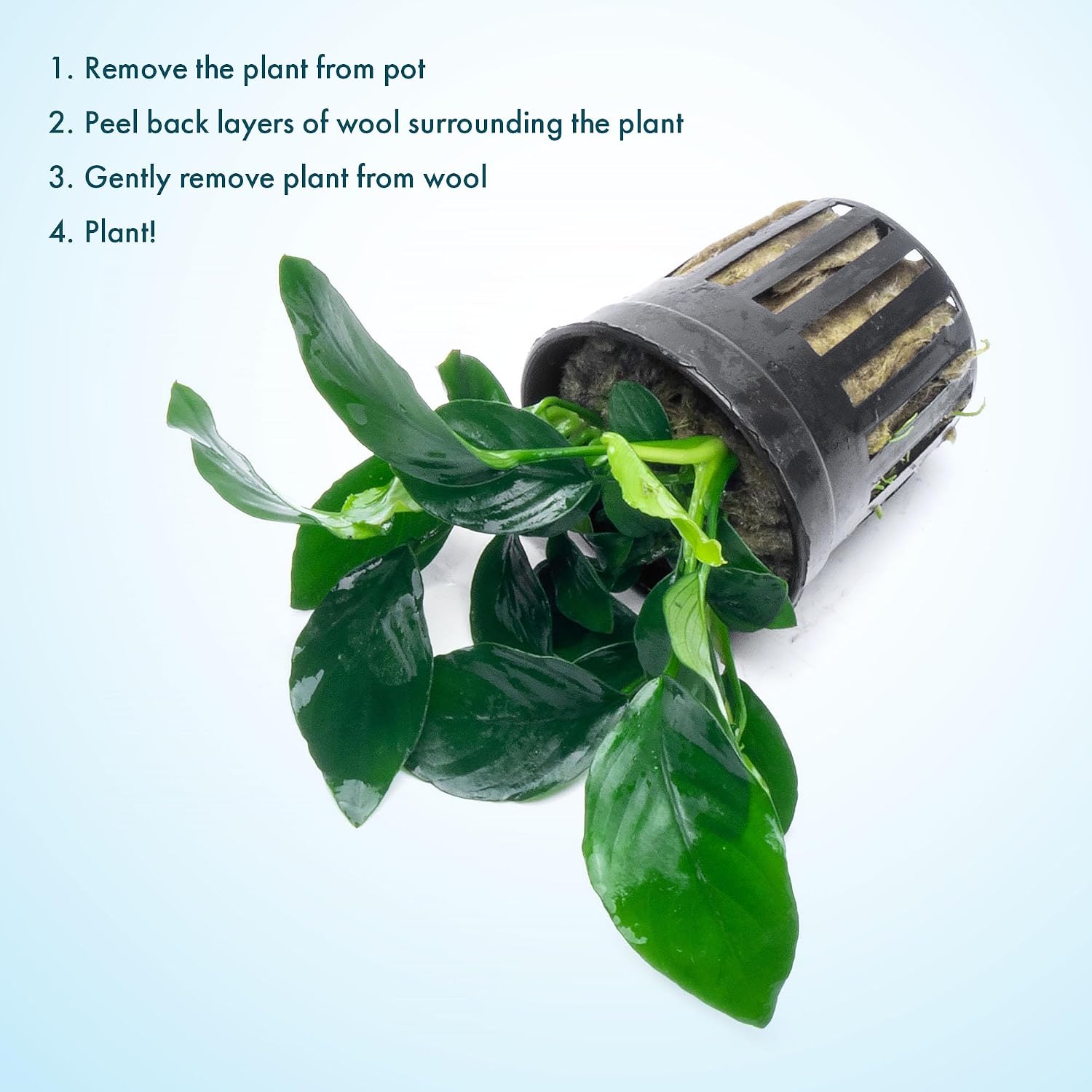 Anubias Nana Live Aquarium Plants - Potted Freshwater Plant for Fish Tanks, Terrariums - Beginner Friendly Low Light (1 Pot)