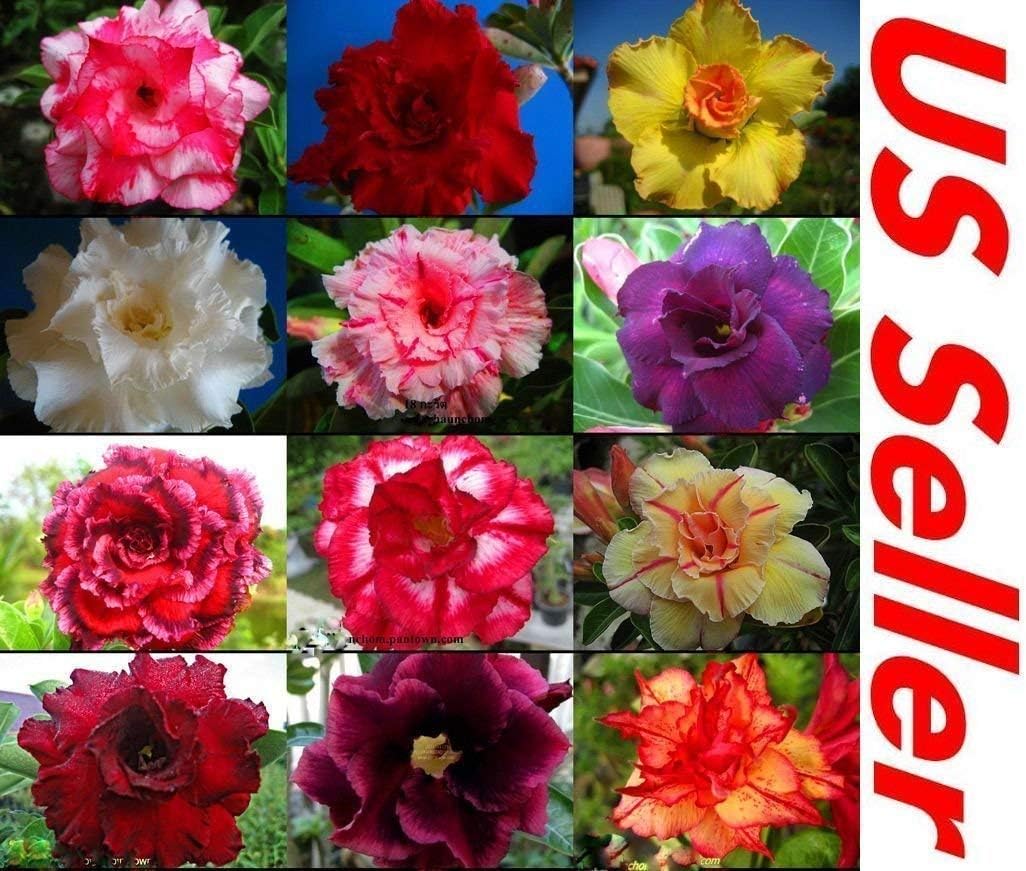10 PC Desert Rose Seeds Mixed Colors B99