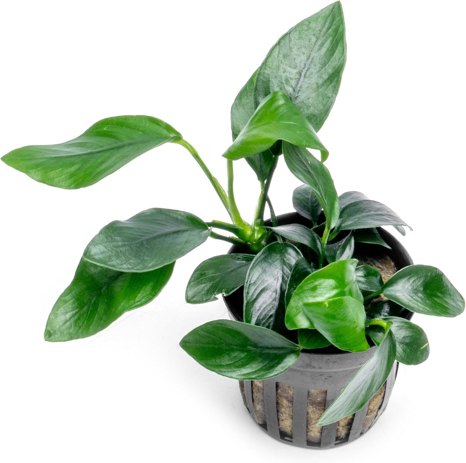 Anubias Nana Live Aquarium Plants - Potted Freshwater Plant for Fish Tanks, Terrariums - Beginner Friendly Low Light (1 Pot)