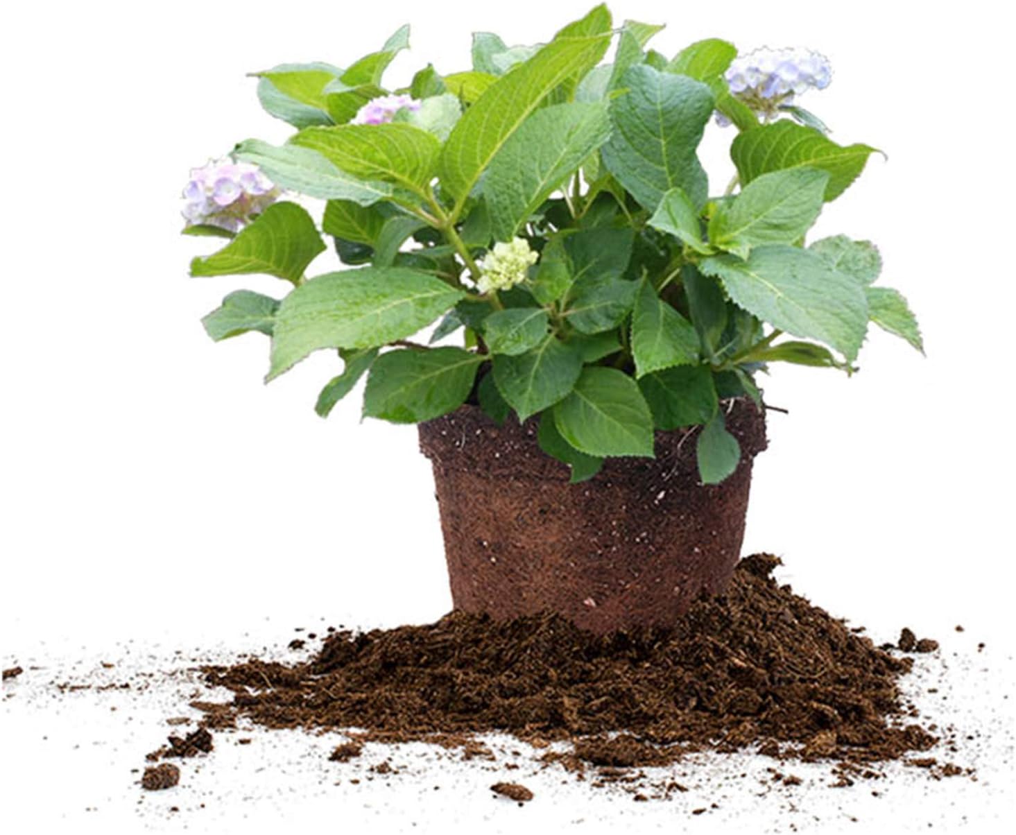Perfect Plants Penny Mac Hydrangea, 3 Gallon, Flowering Shrub