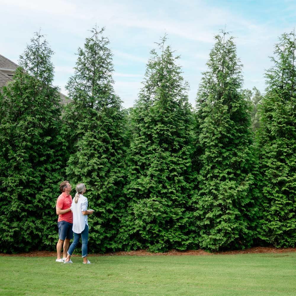 Brighter Blooms - Thuja Green Giant Arborvitae, 3-4 ft. - No Shipping to AK, AZ, HI, OR