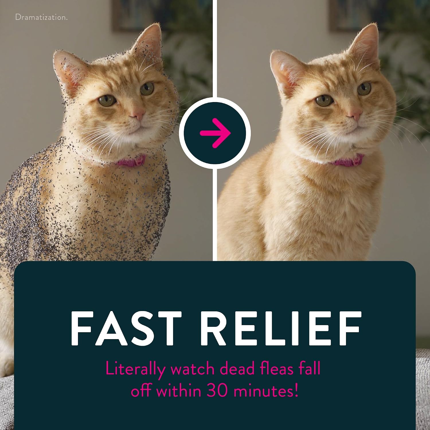 Capstar (nitenpyram) Cat Flea Treatment, Fast-Acting Oral Flea Treatment for Cats 2-25 lbs