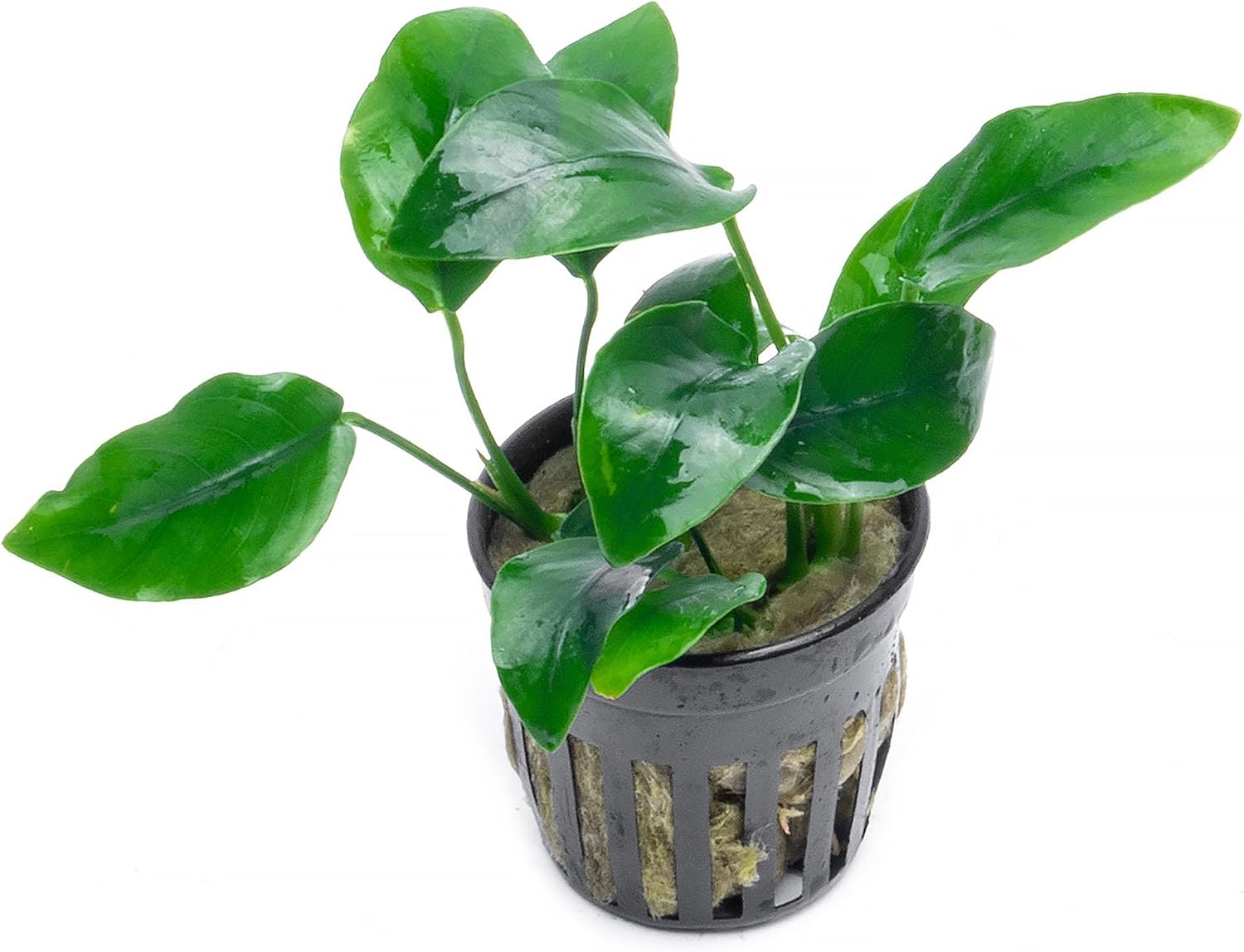 Anubias Nana Live Aquarium Plants - Potted Freshwater Plant for Fish Tanks, Terrariums - Beginner Friendly Low Light (1 Pot)