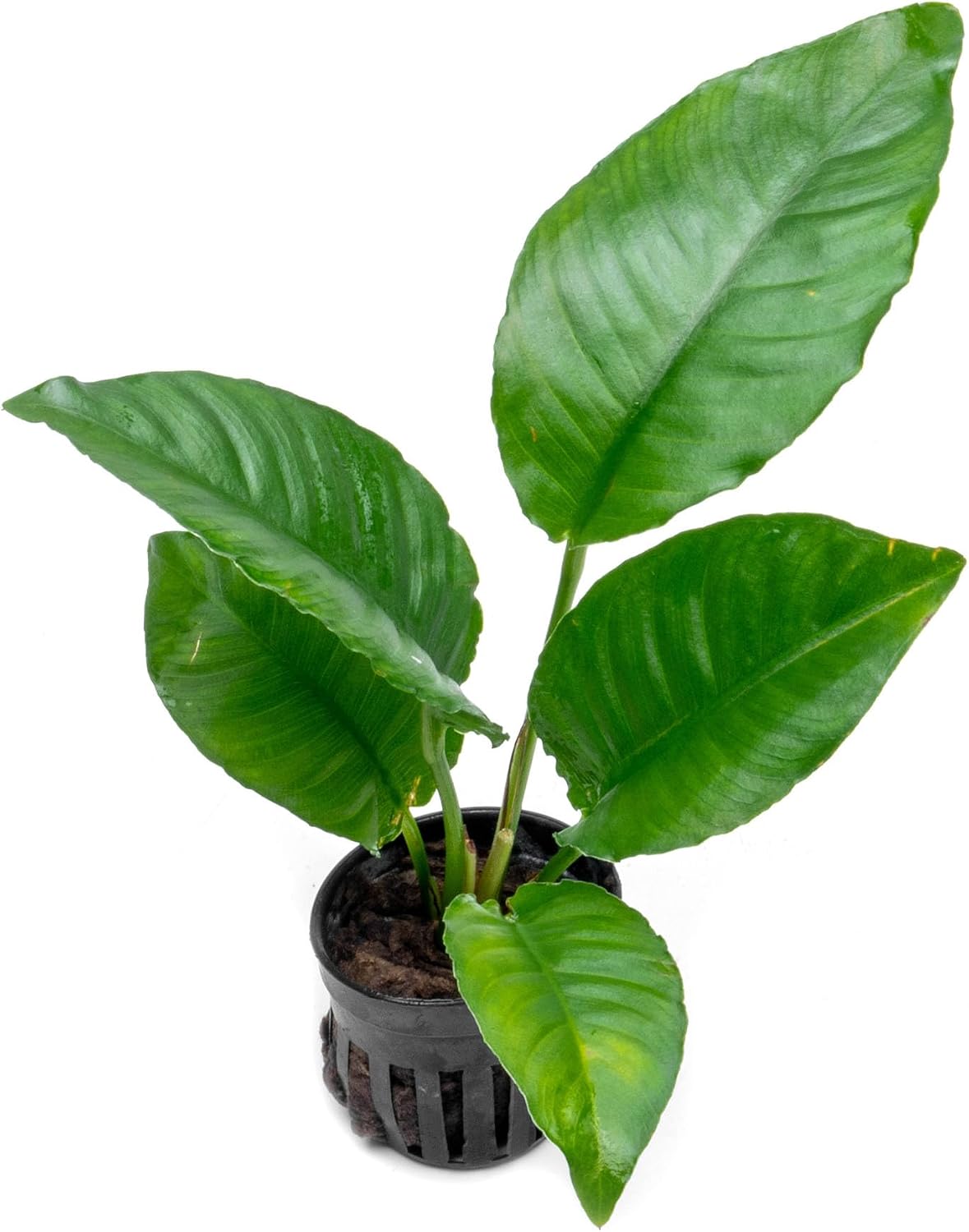 Anubias Nana Live Aquarium Plants - Potted Freshwater Plant for Fish Tanks, Terrariums - Beginner Friendly Low Light (1 Pot)