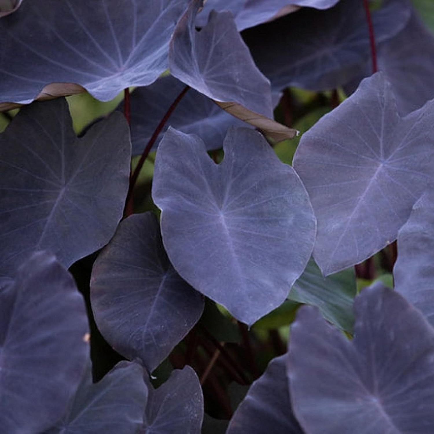 ‘Black Magic’ Taro, a Great Live Pond Plant for Your Water Garden. Filters The koi and Goldfish Pond. Good for Bogs