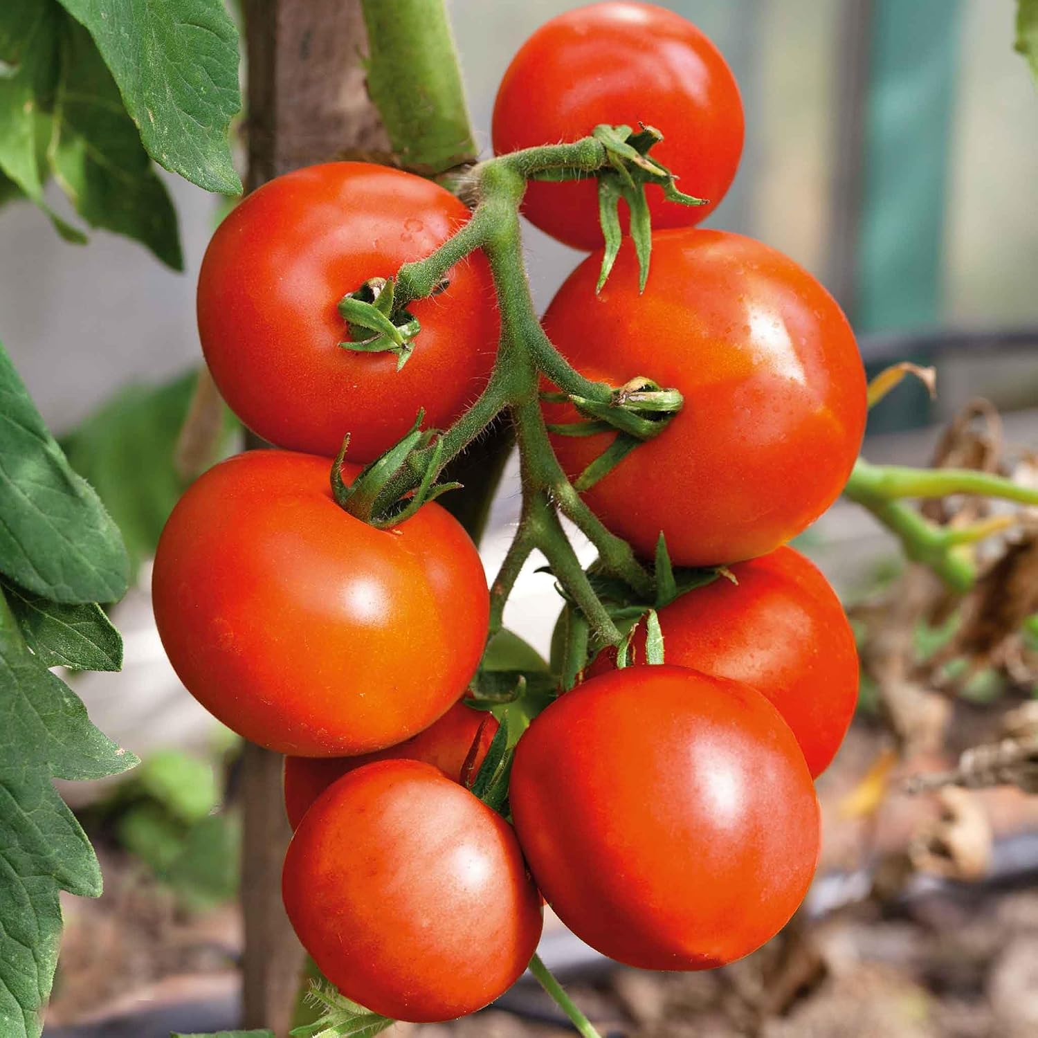 Eden Brothers Tomato Seeds - Persimmon Non-GMO Seeds for Planting, 1 oz | Low-Maintenance Vegetable Seeds, Plant During Warm Season, Zones 10, 3, 4, 5, 6, 7, 8, 9