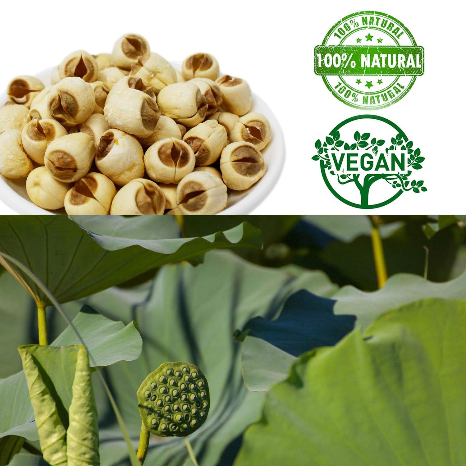 DOL Natural Dried Lotus Seeds Packed In USA 莲子干 8 Ounce, 100% Natural, Dried White Lotus Seeds Lian ZI, Rich In Methionine for Health