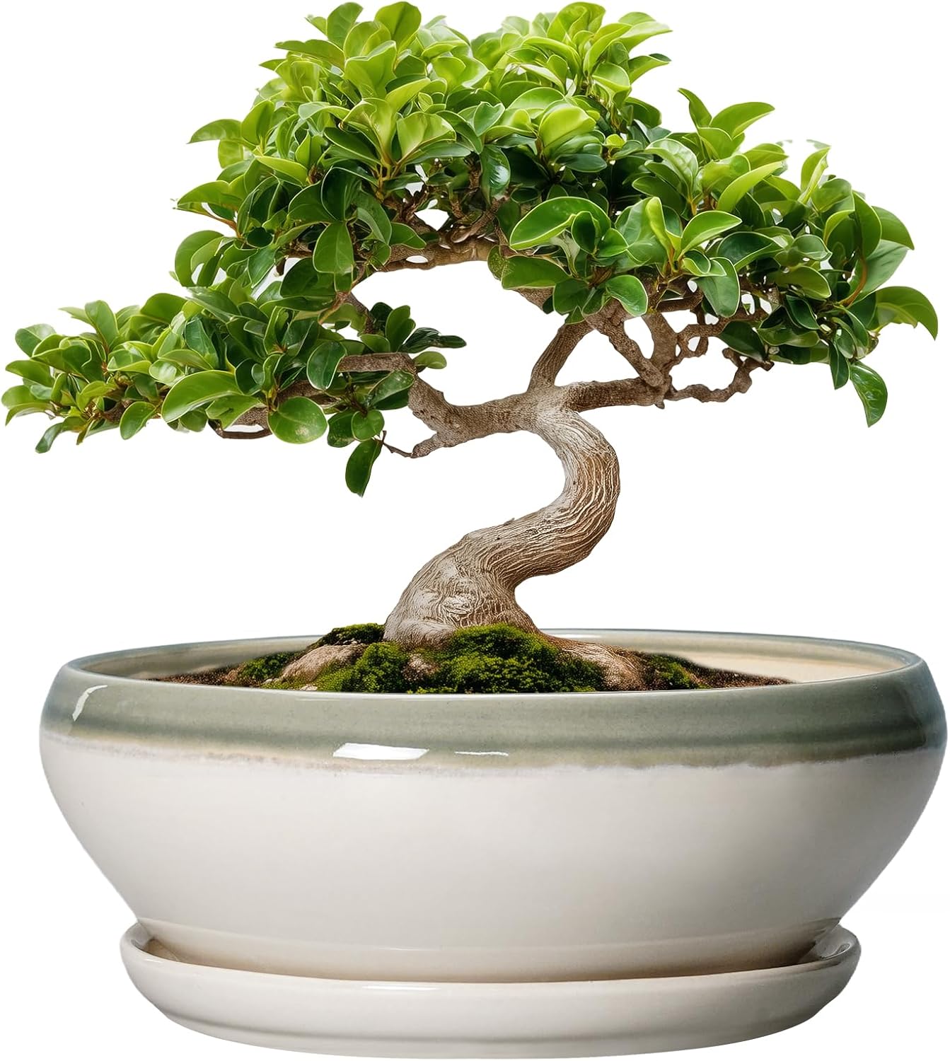 SQOWL 7 Inch Round Ceramic Succulent Planter Pot Drip Glazed Shallow Planter with Drainage Bamboo Tray for Indoor Plants