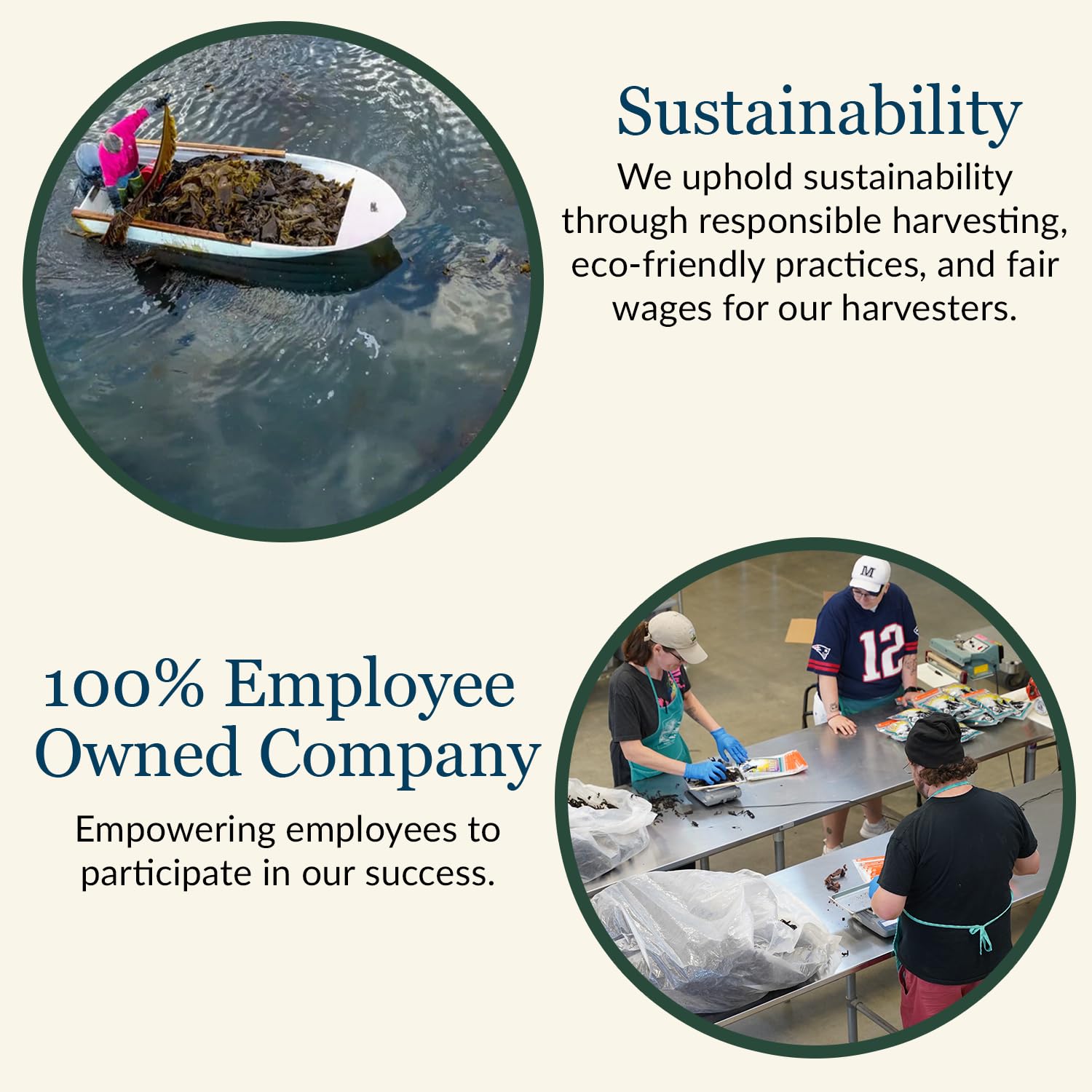 Maine Coast Sea Vegetables Kelp Granules Blend | Organic Seaweed Snacks | Sustainably Harvested | Low Sodium Salt Alternative | Rich in Iodine &