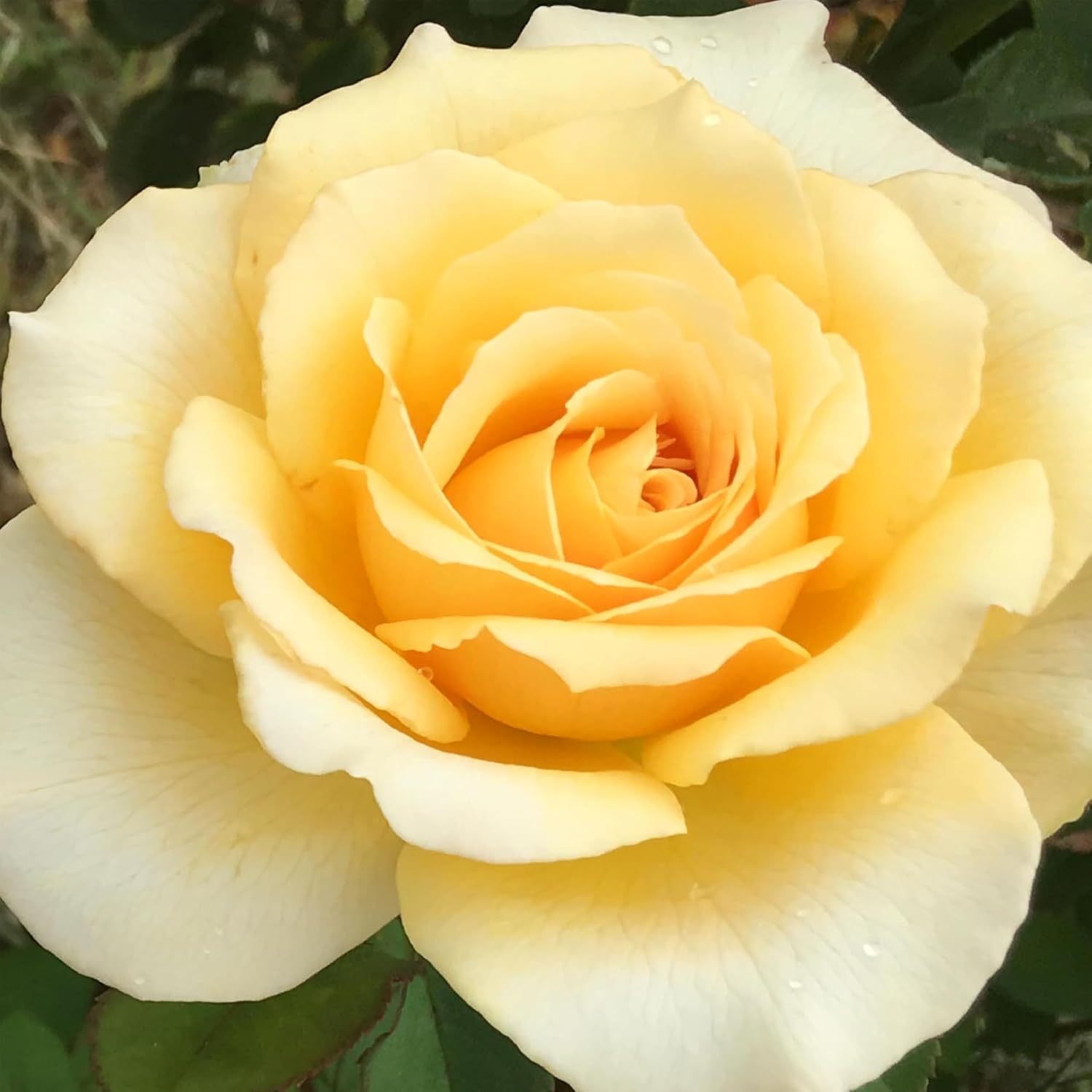 Heirloom Floribunda Roses, Live Own Root Plant, Julia Child™ | Moderately Fragrant, Hardiness Zones: 6-10, Continual Blooming,For Outdoor Gardens, Planters, and Pots