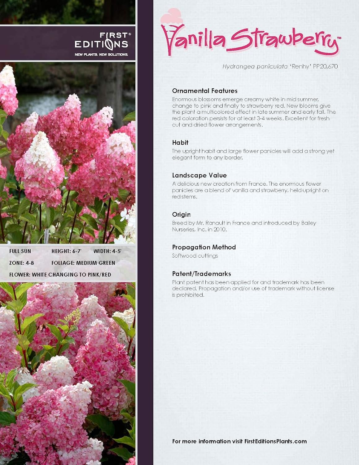 First Editions - Hydrangea pan. Vanilla Strawberry (Panicle Hydrangea) Shrub, white/pink/red flowers, #3 - Size Container