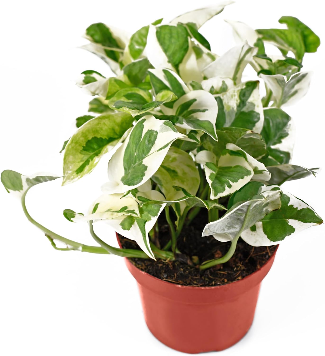 California Tropicals Pothos 'N Joy - 4" Live Plant - Variegated White and Green Leaves - Easy to Care for - Perfect for Home Decor, Gifts