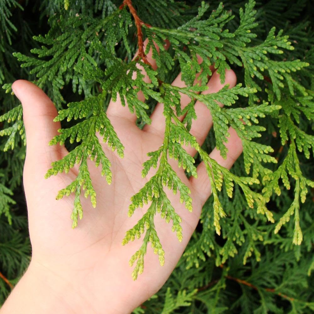 Brighter Blooms - Thuja Green Giant Arborvitae, 3-4 ft. - No Shipping to AK, AZ, HI, OR
