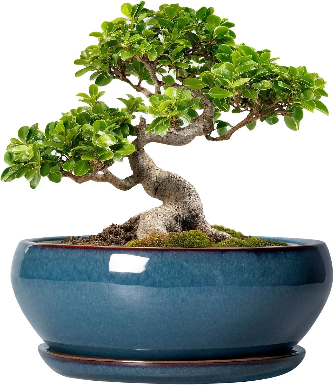 SQOWL 7 Inch Round Ceramic Succulent Planter Pot Drip Glazed Shallow Planter with Drainage Bamboo Tray for Indoor Plants