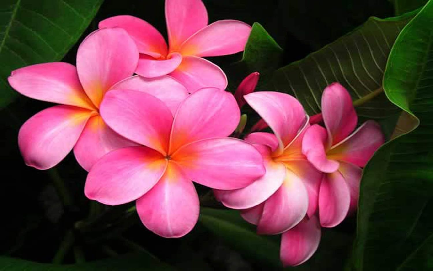 HAWAIIAN PINK PLUMERIA PLANT CUTTING ~ GROW HAWAII