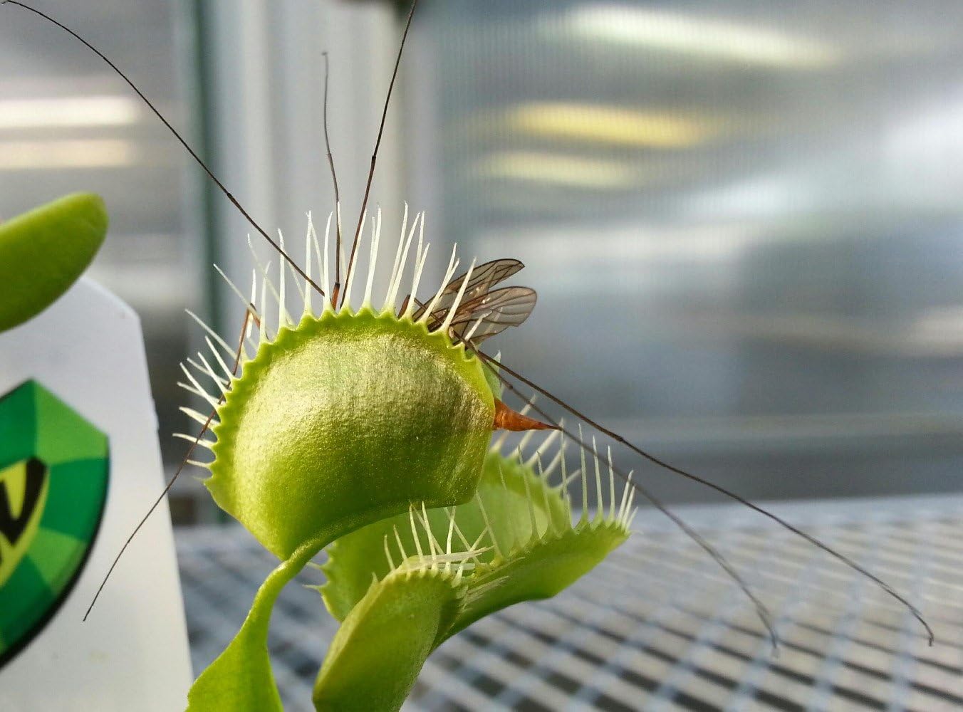 Venus Fly Trap Plant - Carnivorous - Dionaea - 2" Pot