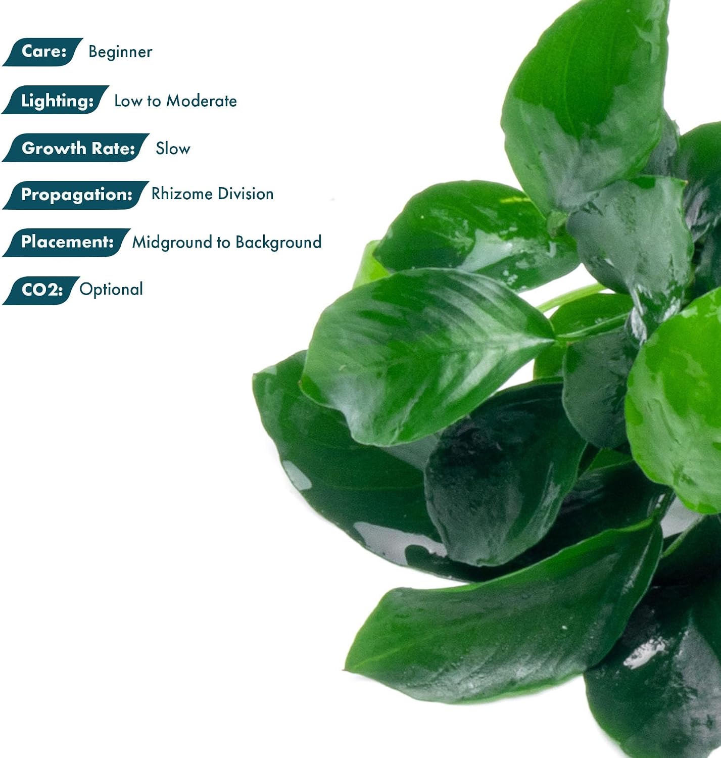 Anubias Nana Live Aquarium Plants - Potted Freshwater Plant for Fish Tanks, Terrariums - Beginner Friendly Low Light (1 Pot)