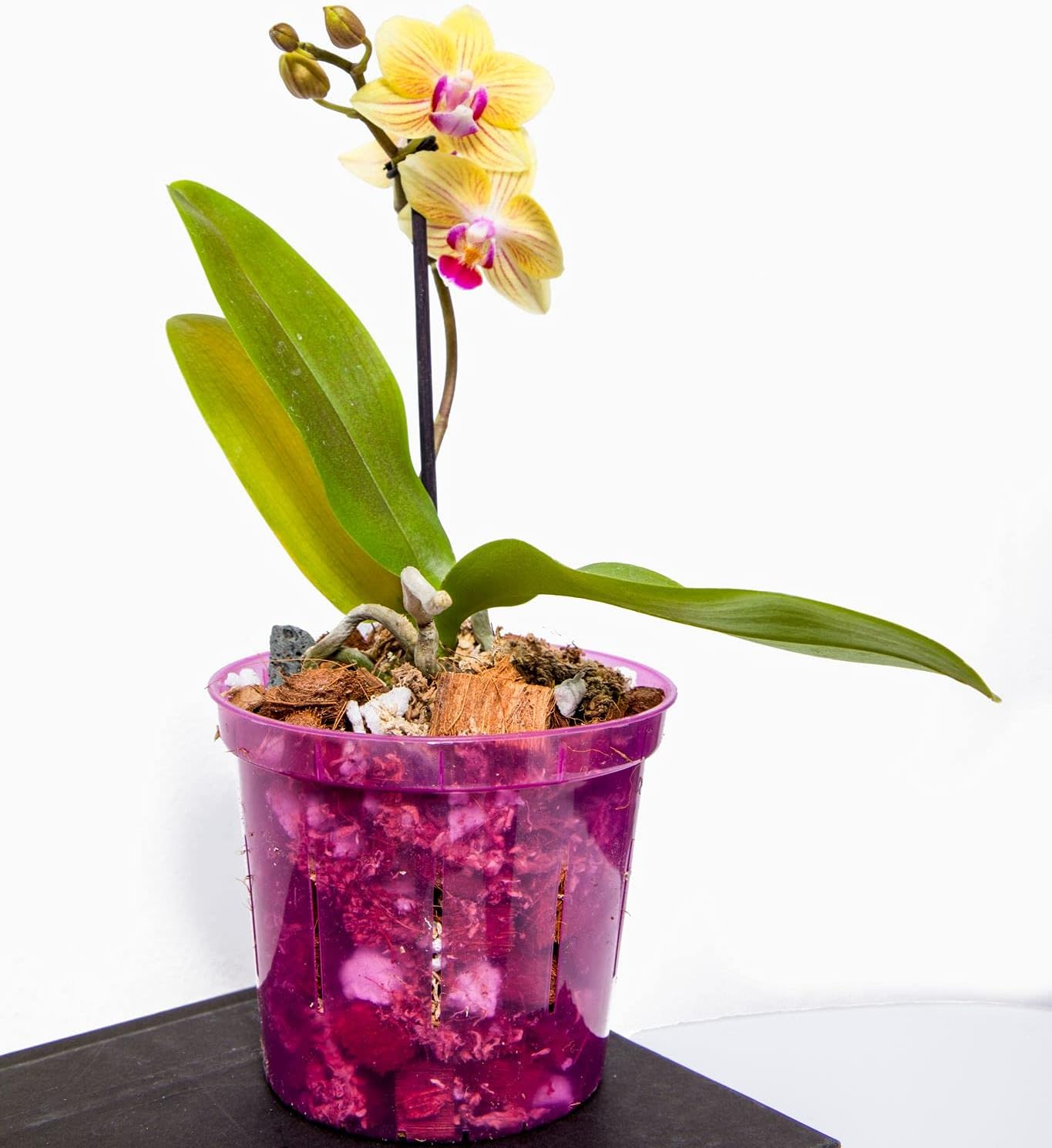 Orchid Pot - 6 inch Slotted Clear Orchid Pots - 3 Pack (Crystal Clear)