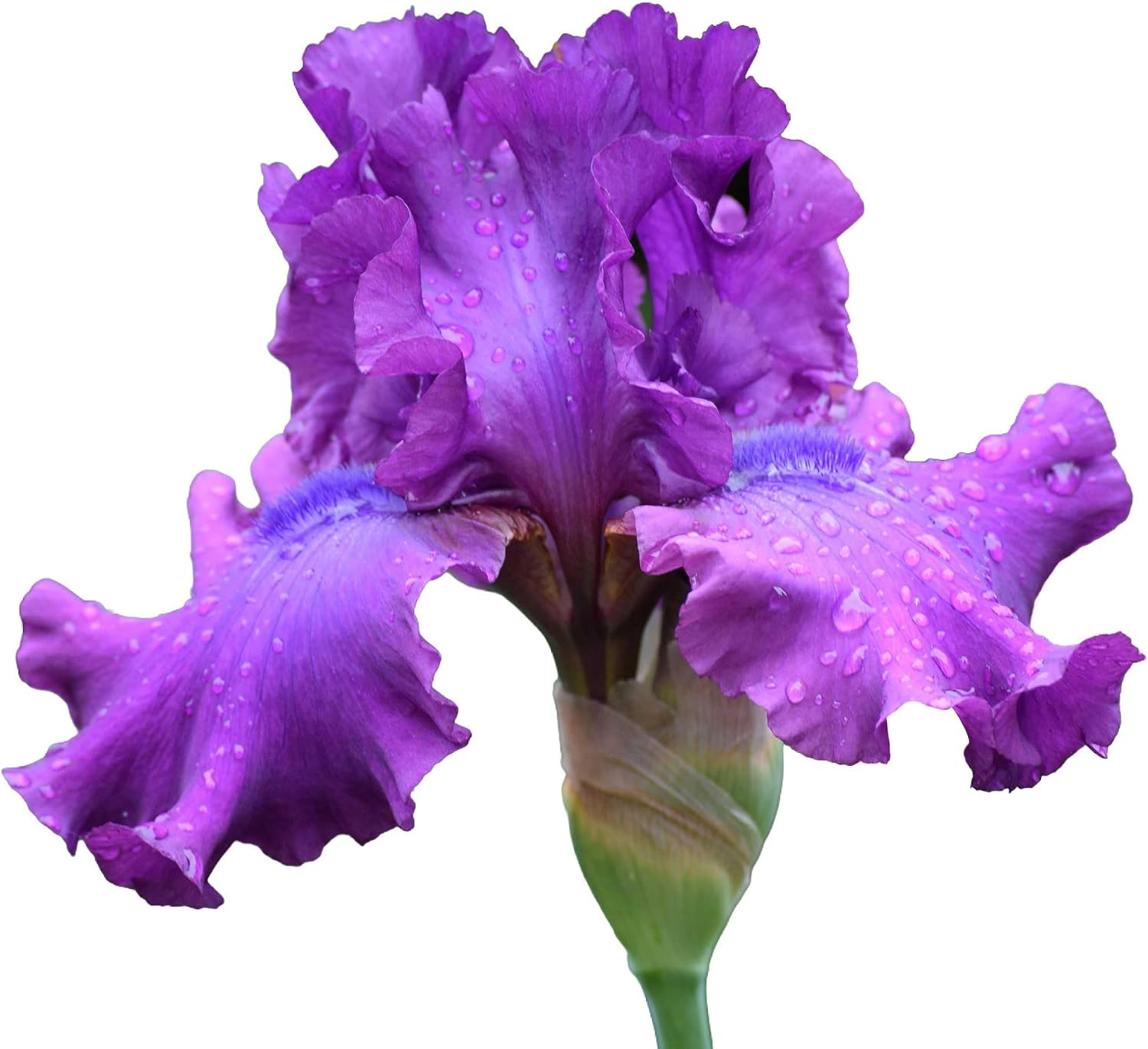 Swingtown Bearded Iris Plant Potted, Fragrant Hot Pink and Purple Flowers, Stargazer Perennials
