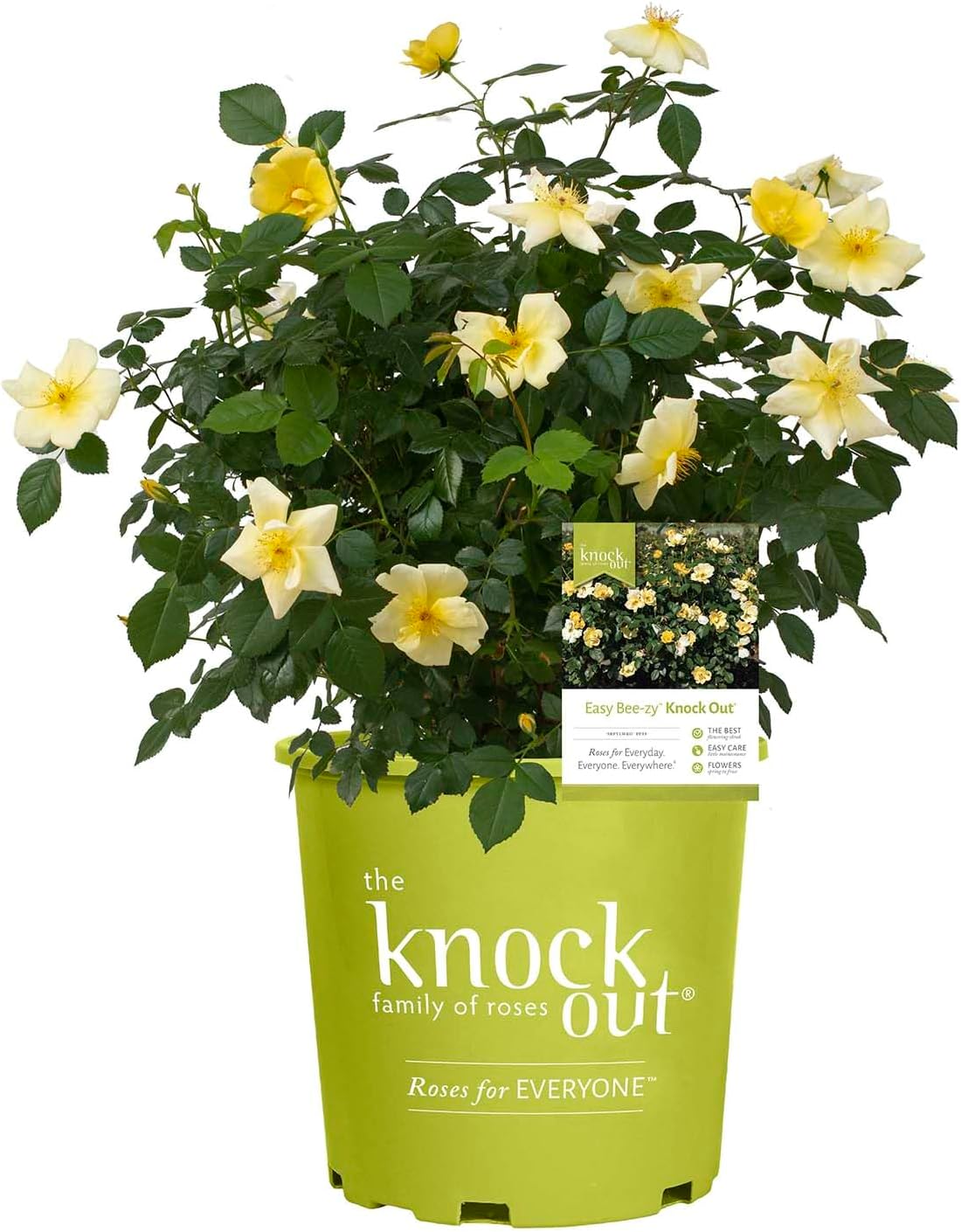 Green Promise Farms Rosa `Double Knock Out` (Reblooming) Rose, 3 Size Container, pink flower