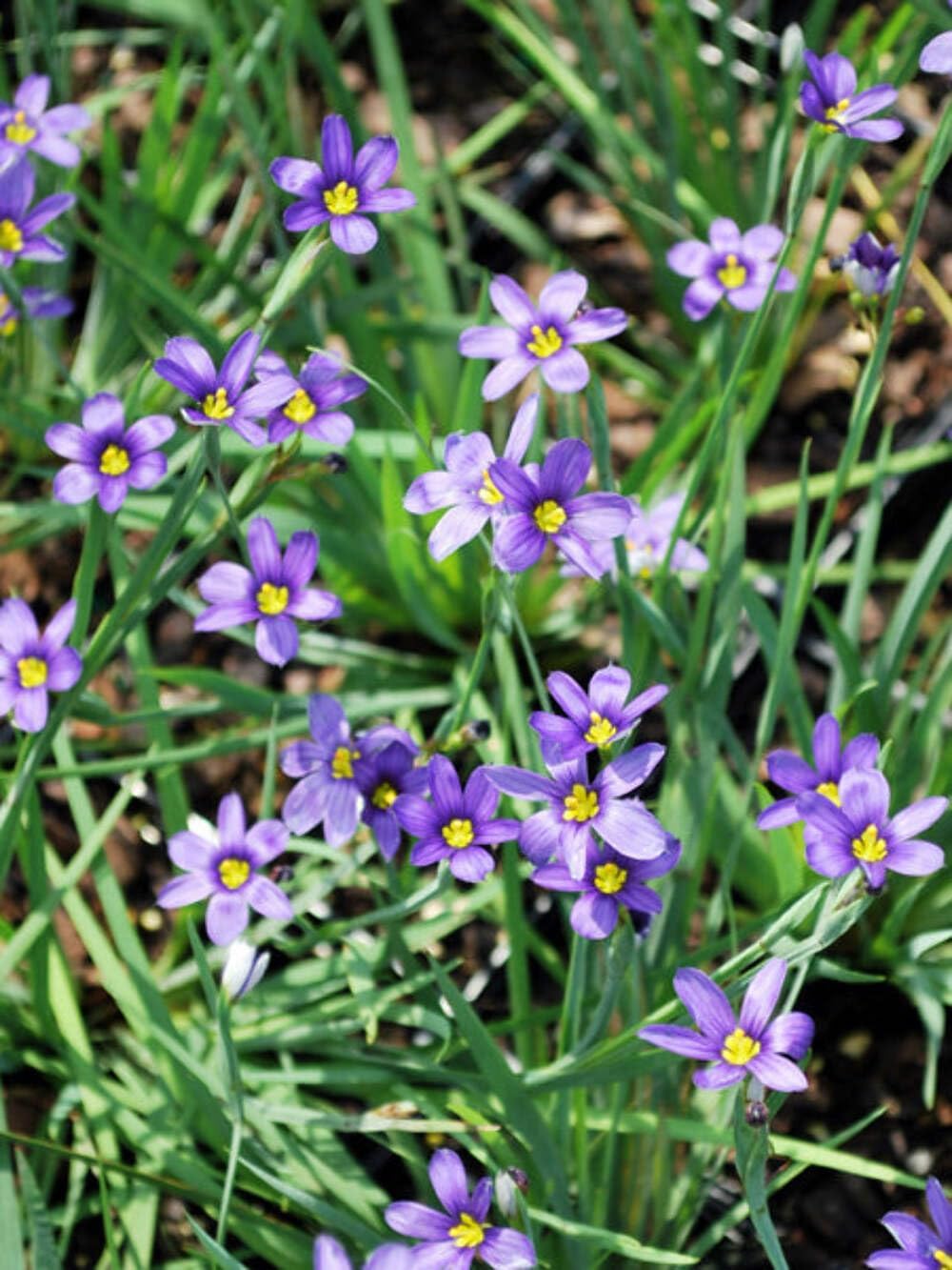 Perennial Farm Marketplace Sisyrinchium angustifolium ‘Lucerne’ (Blue-Eyed Grass) Native Live Perennial, Size-Quart, Blue Spring to Summer Flowers