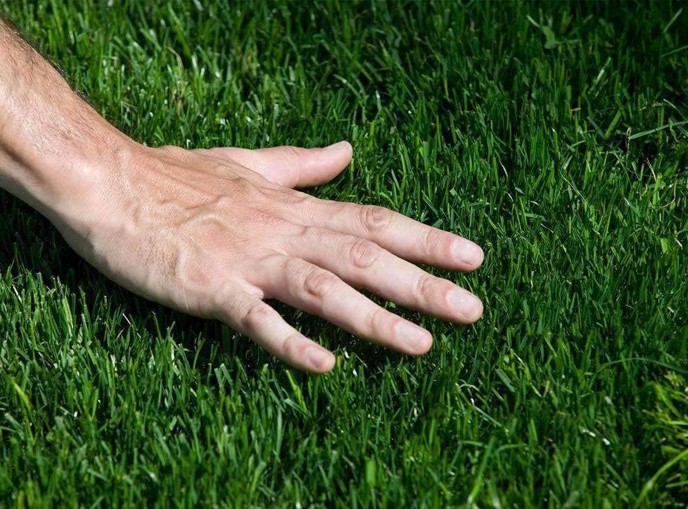 Hancock's Common Bermuda Grass Seed - Raw & Hulled - 5 lbs.