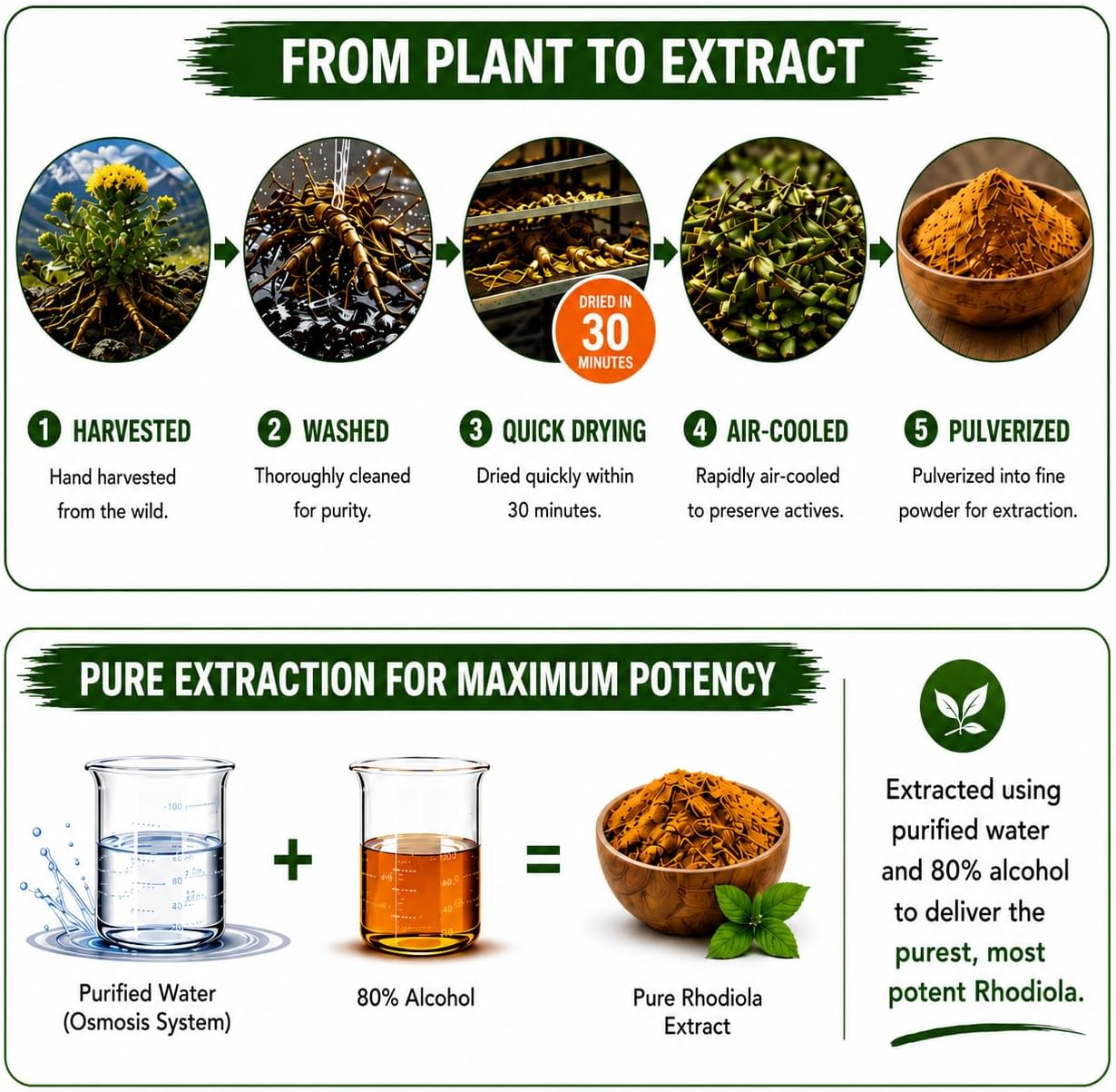 Rhodiola Rosea Supplement High Potency Extract 500mg - 3% Rosavins 1% Salidrosides with Ashwagandha Shisandra Passion Flower Herb Powder Capsules