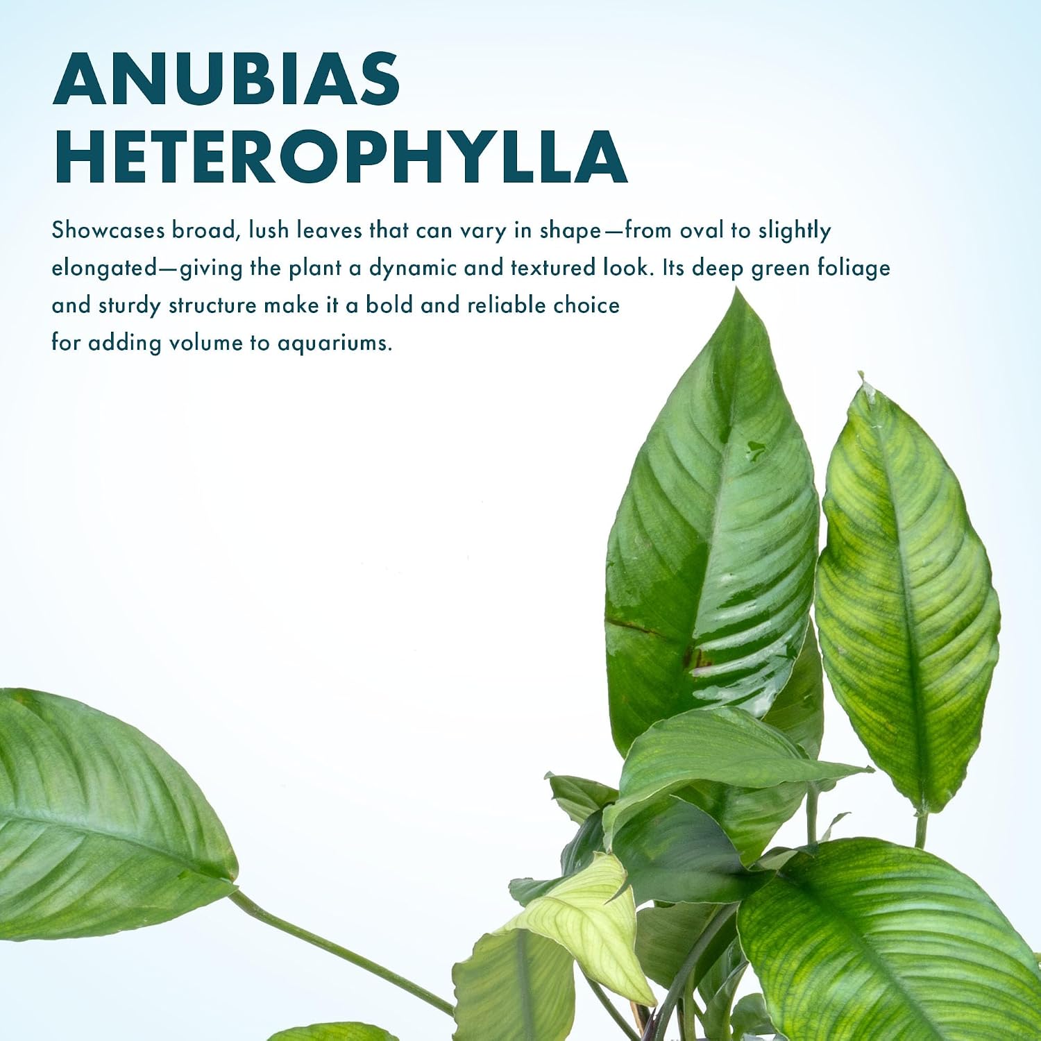Anubias Nana Live Aquarium Plants - Potted Freshwater Plant for Fish Tanks, Terrariums - Beginner Friendly Low Light (1 Pot)