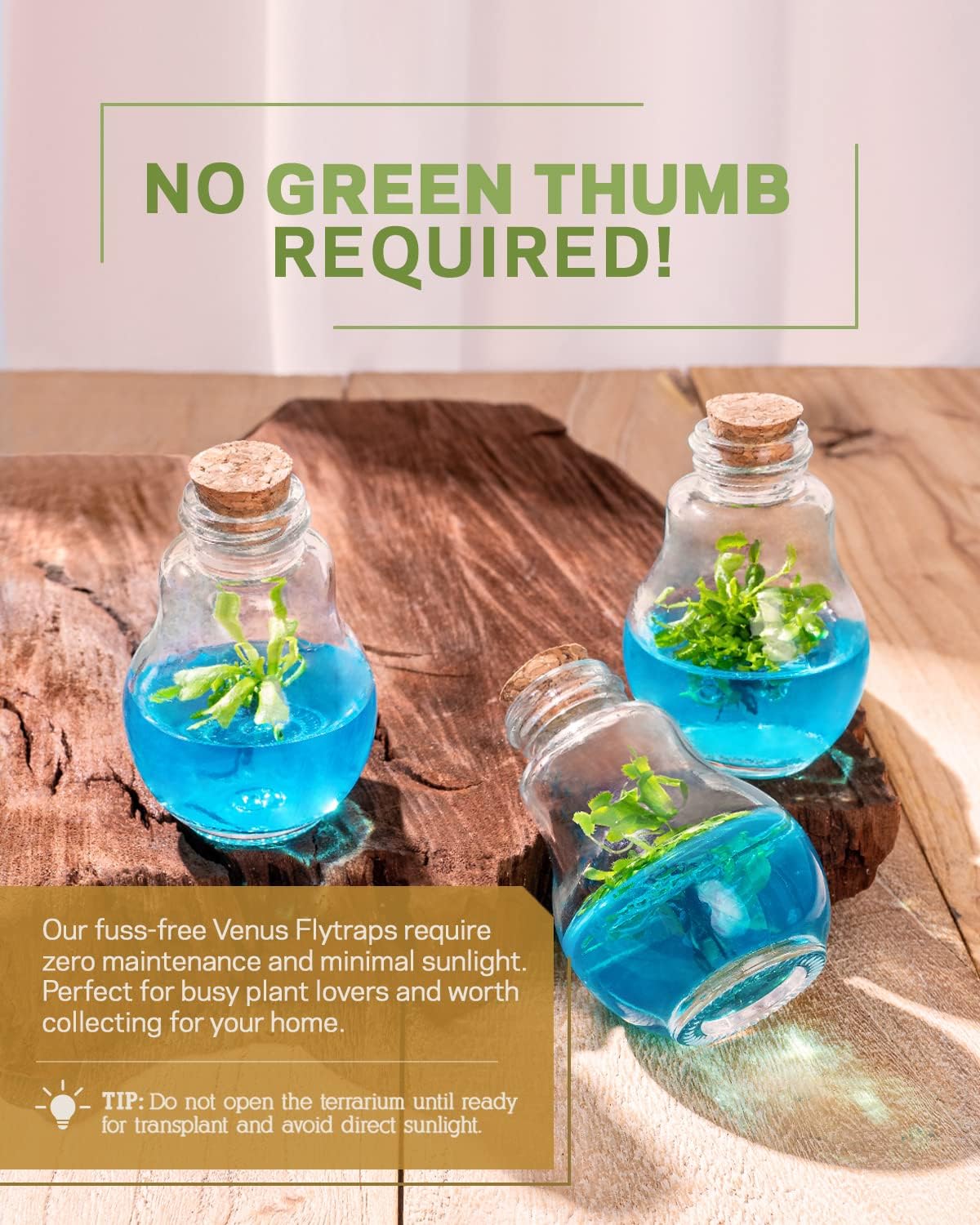 Venus Fly Trap, Grow Your Own Venus Flytrap in a 100% Self Sustaining Glass Terrarium, Maintenance Free, Easy to Grow, Healthy Growth Guarantee