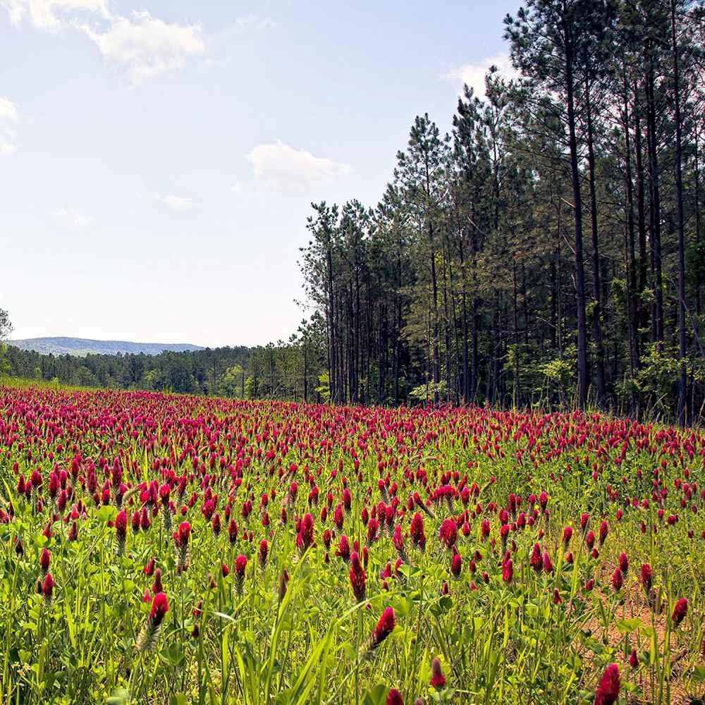 Outsidepride Crimson Clover Seeds - 10 lbs. Annual, Nitrocoated, & Inoculated Ground Cover Seeds, Ideal Clover Seed for Lawn, Cover Crop, Pasture, Hay, Green Manure & Wildlife Forage