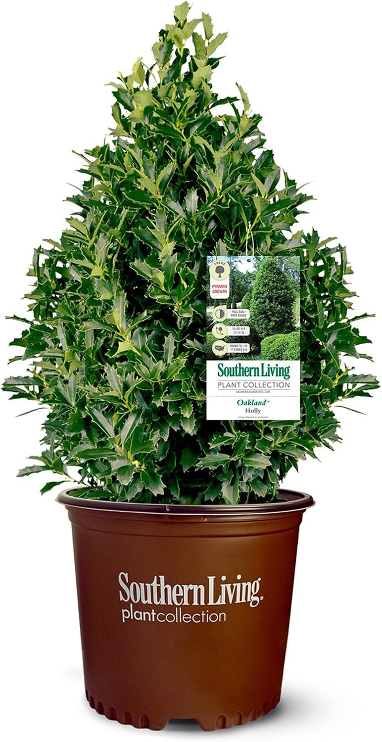 Southern Living 3 Gal. Oakland Holly Shrub