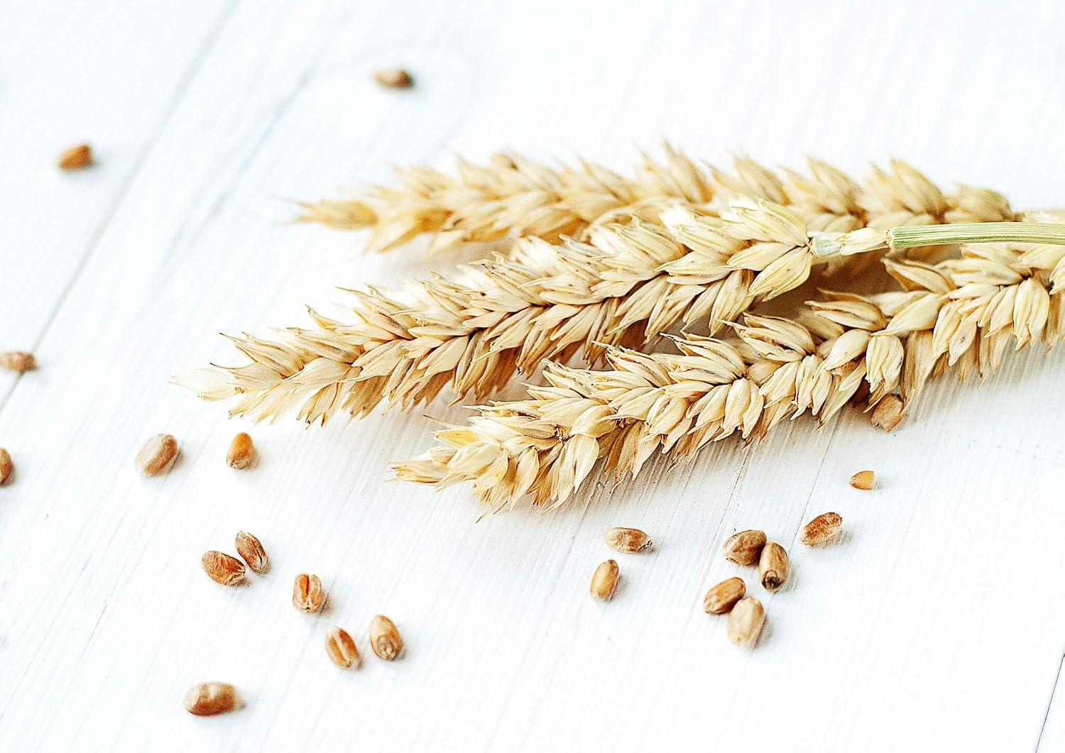 Food to Live Hard Red Wheat Berries, 3 Pounds – Sprouting for Wheatgrass, Kosher, Raw, Vegan, Bulk