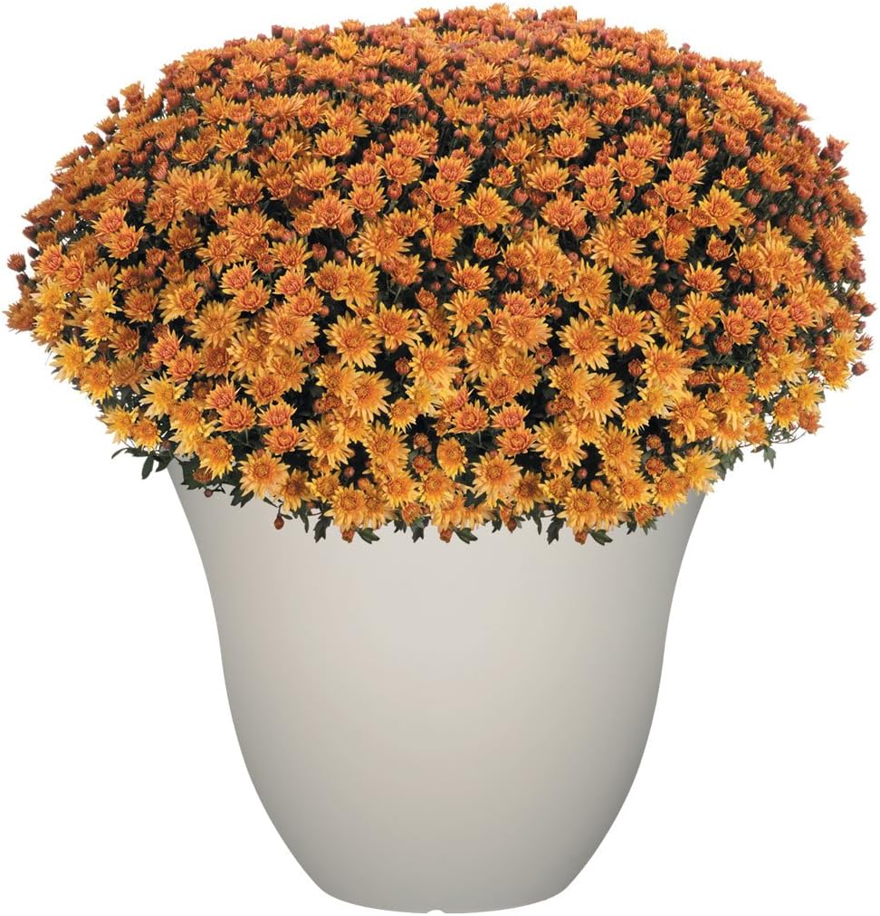 15" Honeysuckle Planter in Grained Beige