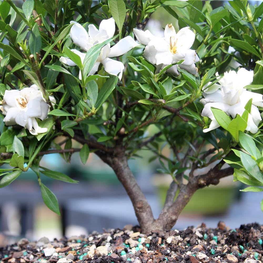 Brussel's Live Gardenia Outdoor Bonsai Tree - 6 Years Old, 10" to 14" Tall with Decorative Container | Live Bonsai Tree, Gardenia, Outdoor, 6-Year Old