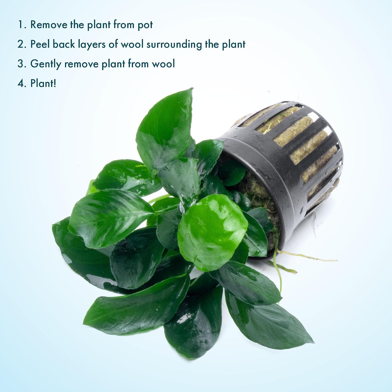 Anubias Nana Live Aquarium Plants - Potted Freshwater Plant for Fish Tanks, Terrariums - Beginner Friendly Low Light (1 Pot)