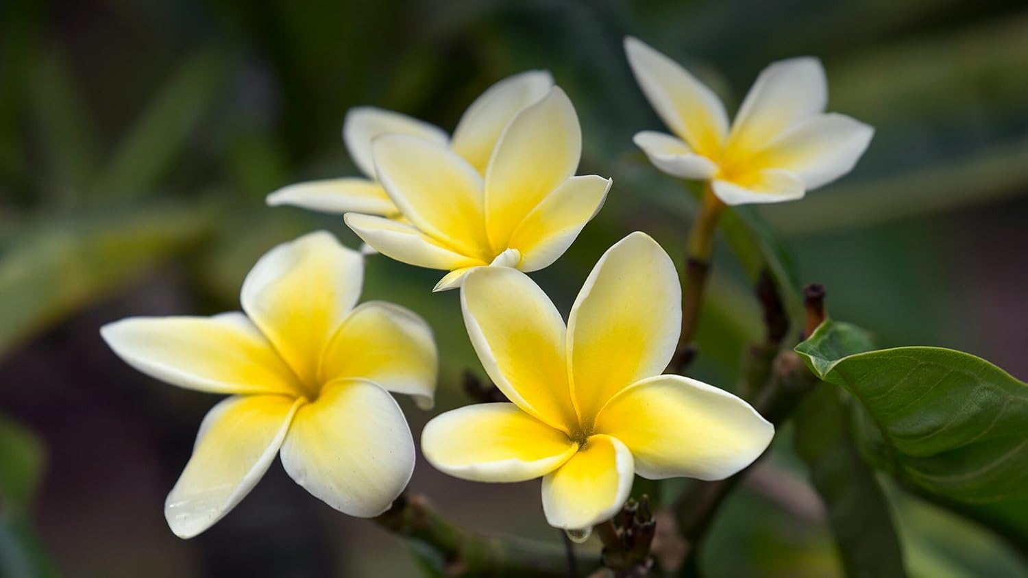Yellow Hawaiian Plumeria Cutting 10 inches