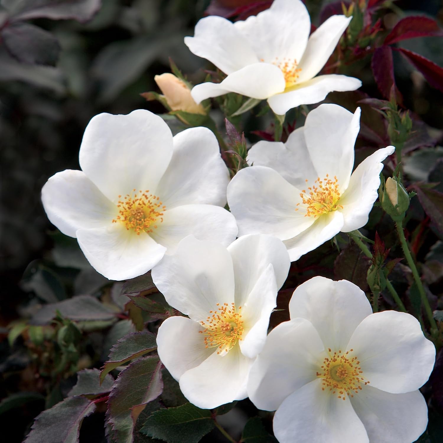 Knock Out 2 Gal. White Rose Shrub