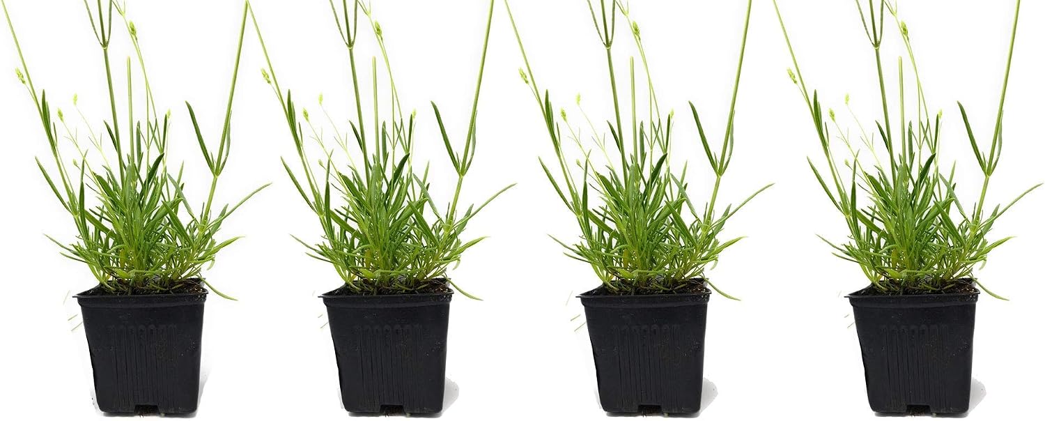 L+ Hidcote Blue Lavender — 4 Live Plants in 4" Pots — Deep Purple-Blue Flowers — Fragrant, Bee-Friendly, Drought & Deer Resistant Perennial — Zones 5–9, Cut Flower & Sachet