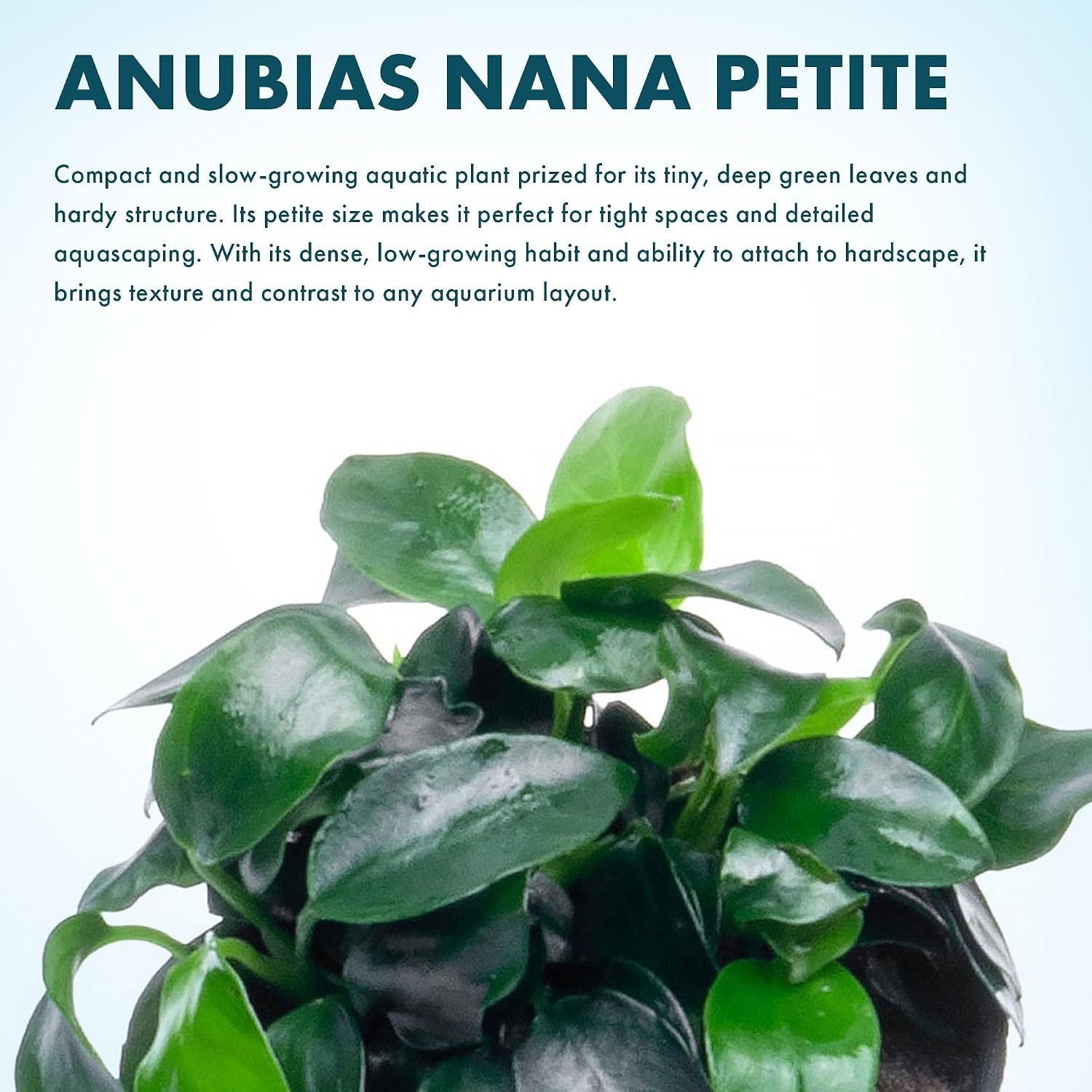 Anubias Nana Live Aquarium Plants - Potted Freshwater Plant for Fish Tanks, Terrariums - Beginner Friendly Low Light (1 Pot)