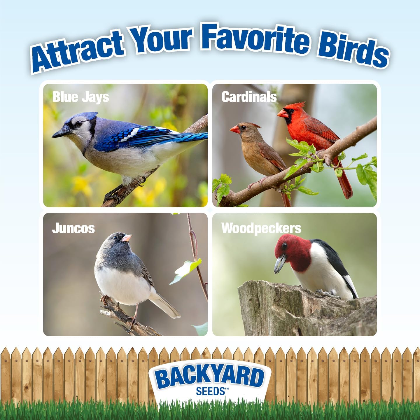CountryMax Backyard Seeds Fiery Surprise Spicy Bird Seed Blend – Hot Cayenne Pepper Bird Seed – Squirrel Resistant Wild Bird Food (14 Pounds)
