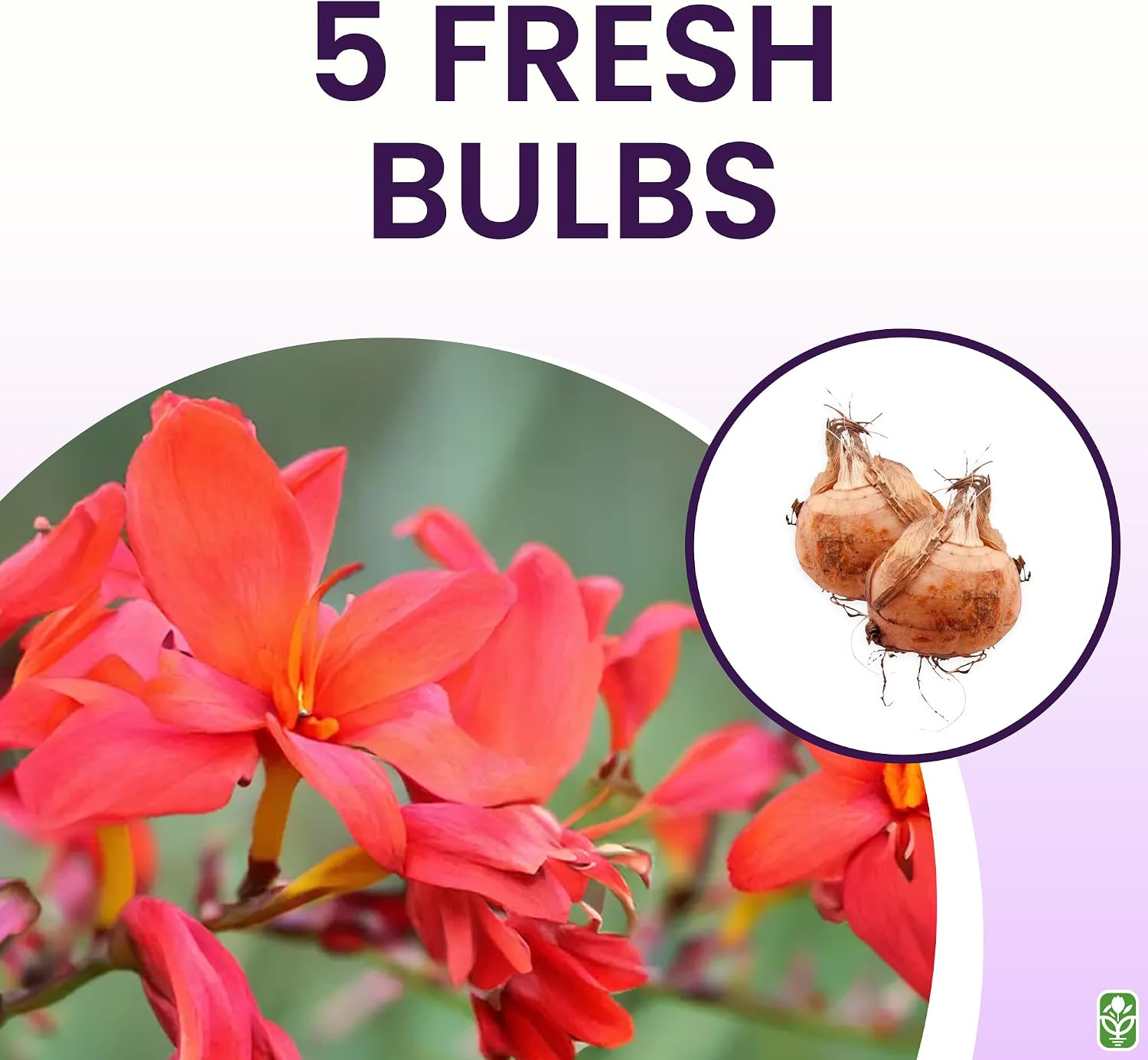 5 Lucifer Crocosmia Blubs - Grows 30-48" Tall.