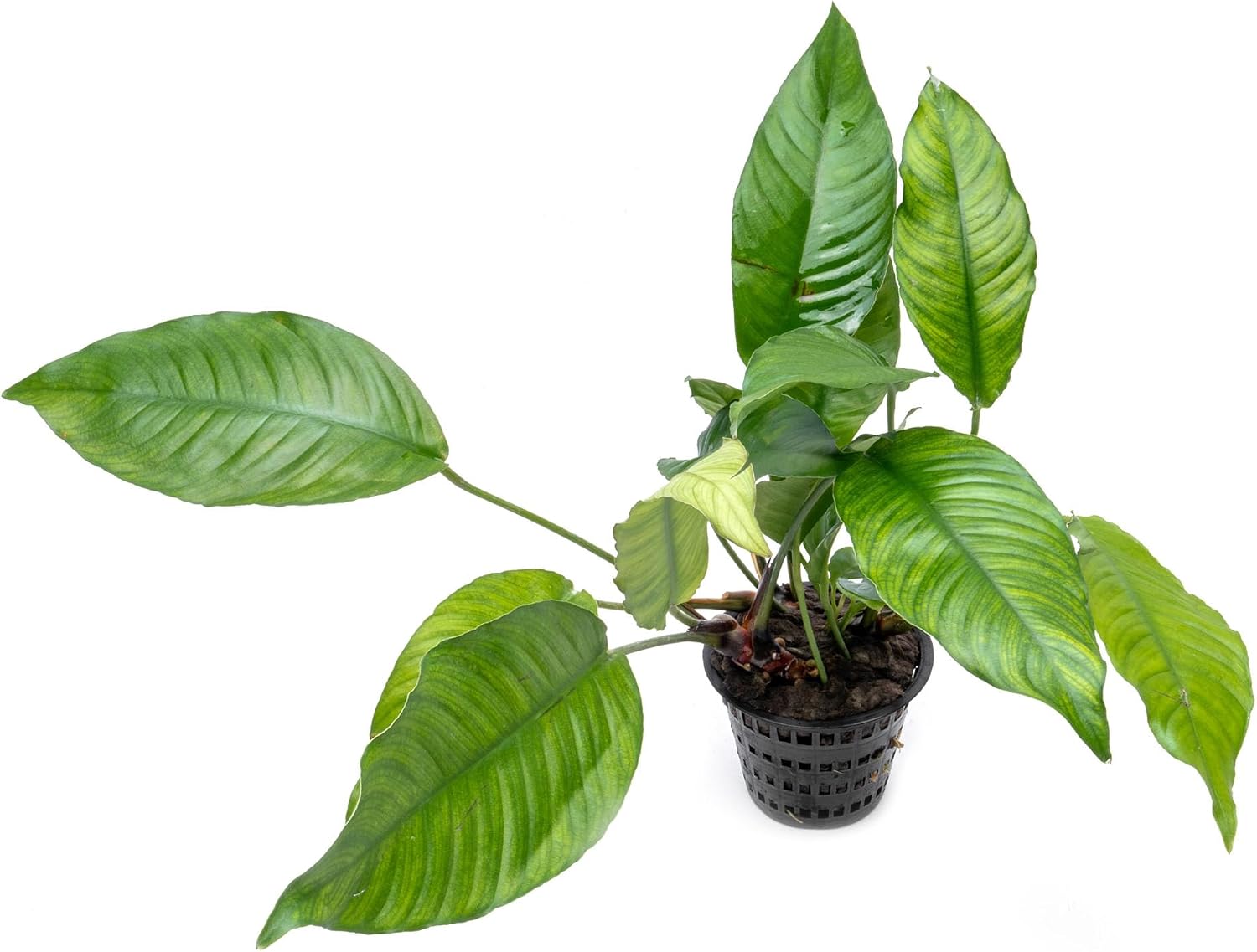 Anubias Nana Live Aquarium Plants - Potted Freshwater Plant for Fish Tanks, Terrariums - Beginner Friendly Low Light (1 Pot)