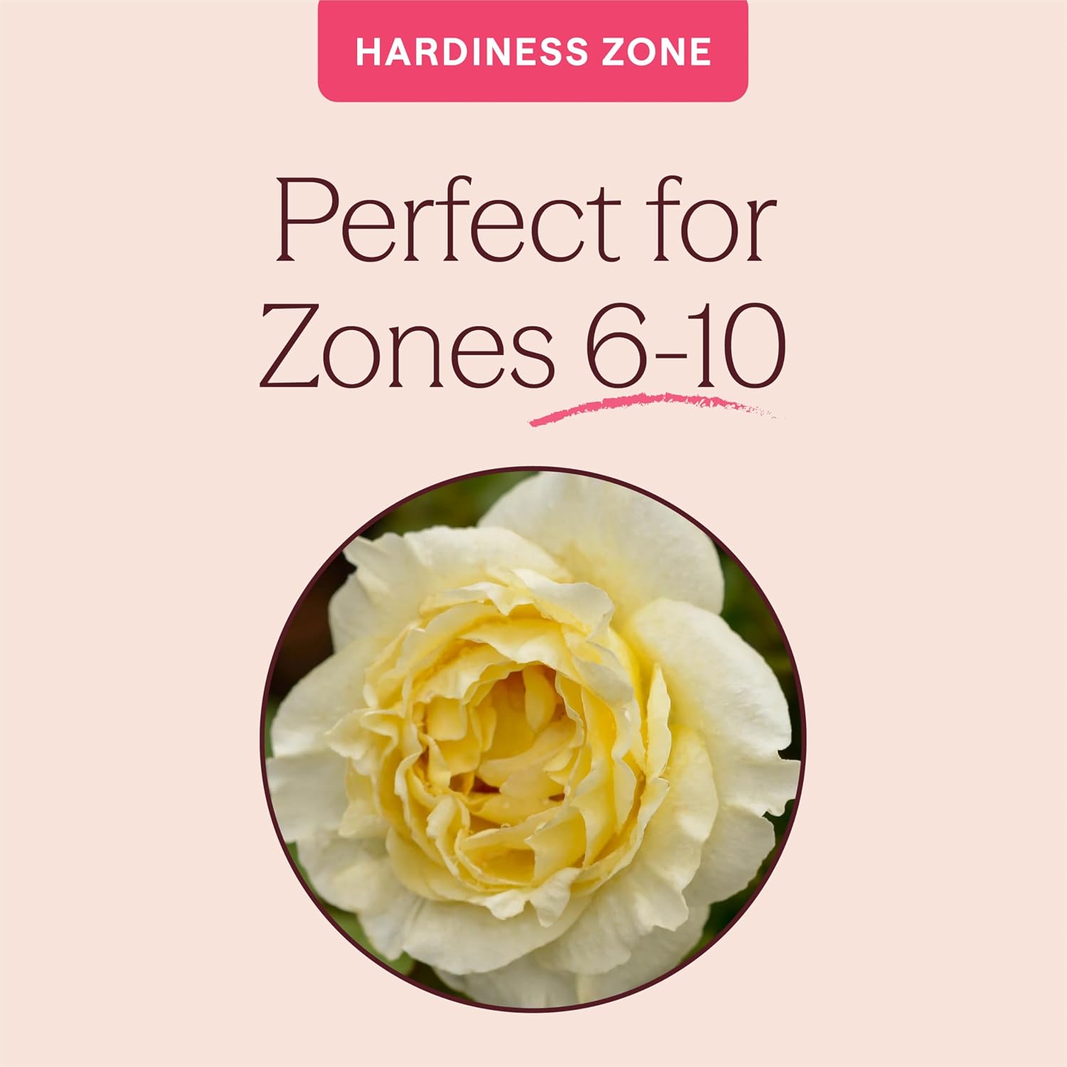 Heirloom Floribunda Roses, Live Own Root Plant, Julia Child™ | Moderately Fragrant, Hardiness Zones: 6-10, Continual Blooming,For Outdoor Gardens, Planters, and Pots