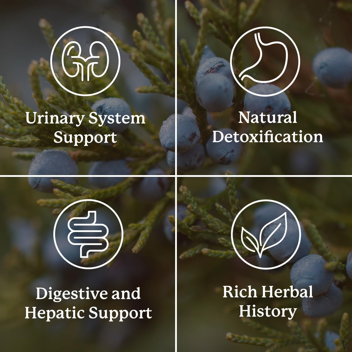 Nature's Sunshine Kidney Activator Capsules