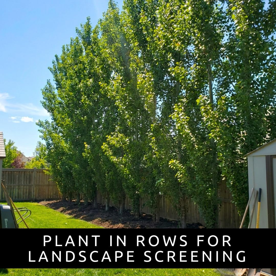 10 Hybrid Poplar Tree Cuttings