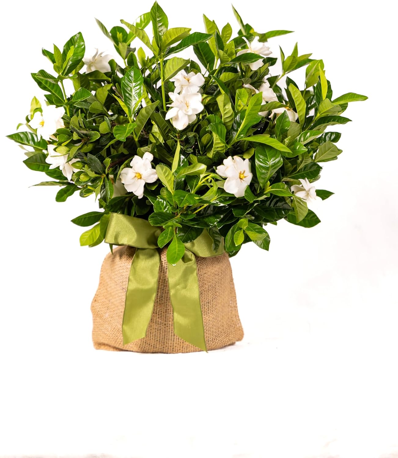 Gardenia Plant