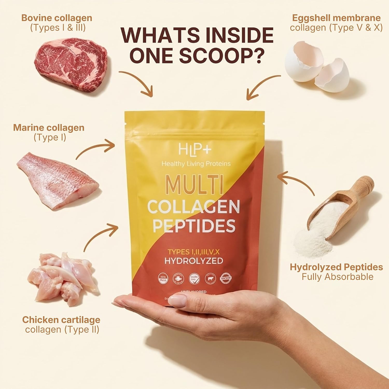 Healthy Living Proteins | Multi Hydrolyzed Collagen Peptides Type I, II, III, V, & X | Grass Fed Bovine, Wild Caught Marine, Free Range Chicken | Gluten Free (Unflavored, 1 Pound (Pack of 1))