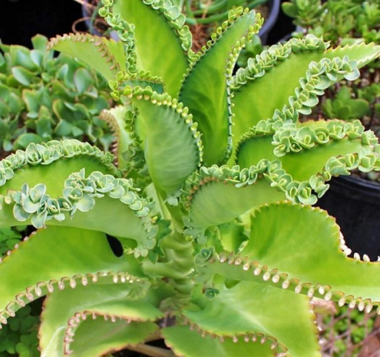 Mother of Thousands Kalanchoe (Medium Adult)