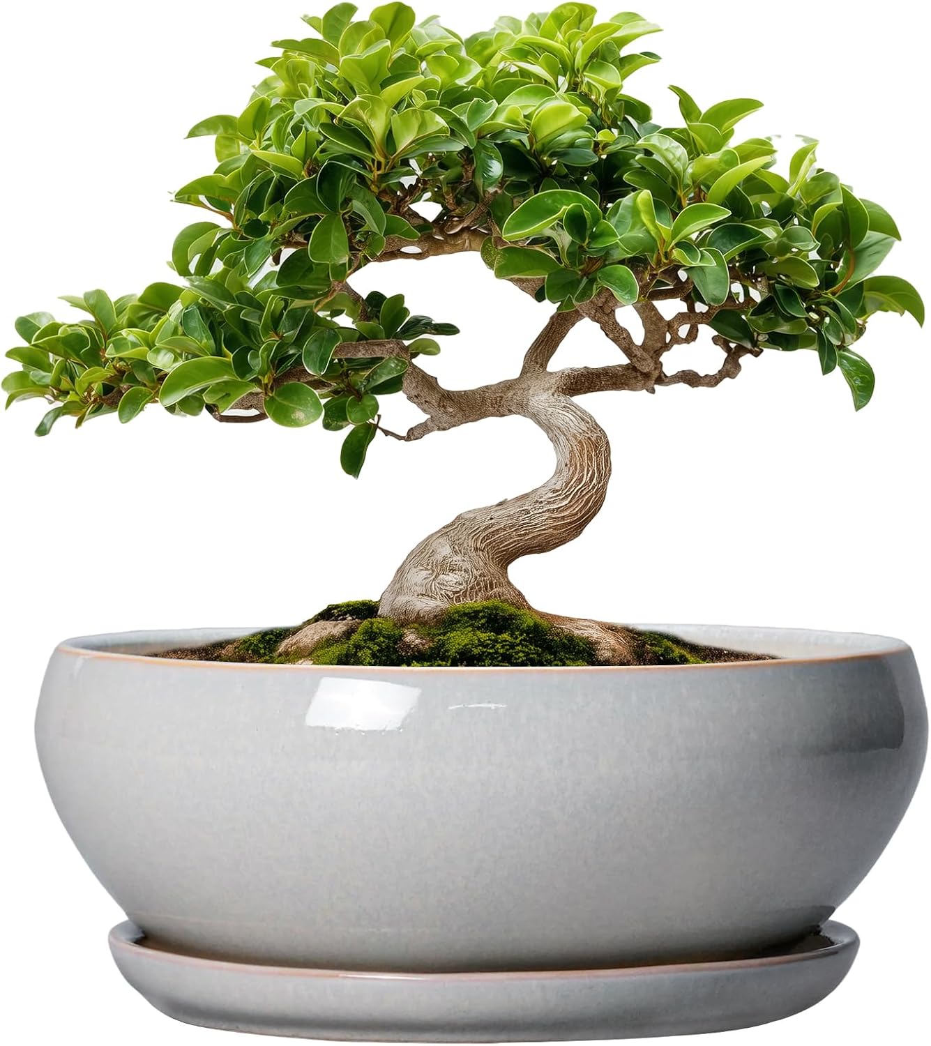 SQOWL 7 Inch Round Ceramic Succulent Planter Pot Drip Glazed Shallow Planter with Drainage Bamboo Tray for Indoor Plants